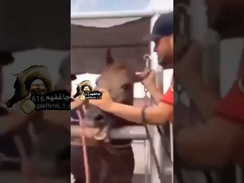 ضرب حصان ولوي اذانه لتركيب اللجام اخوان هذه الطريقة غلط تعنيف الخيل على شي لايبيه غلط عليكم بالتدريب