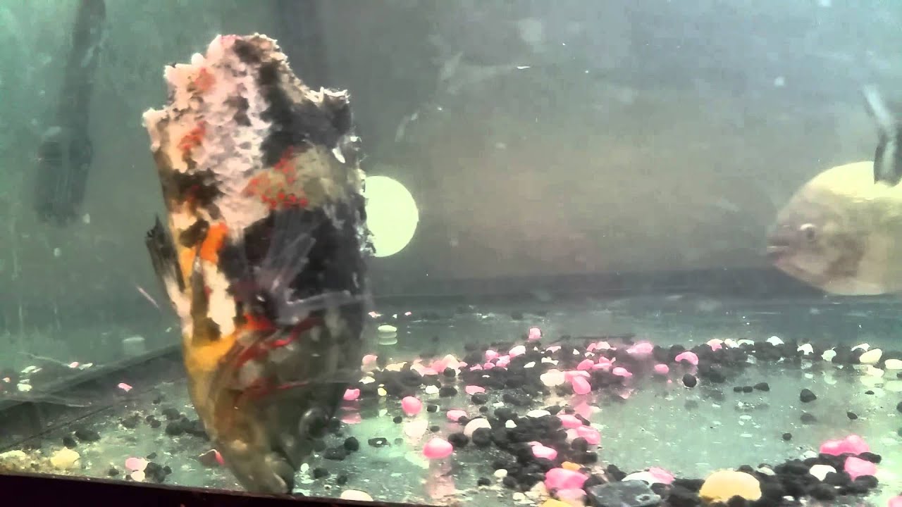Piranhas Devour Large Oscar Fish YouTube