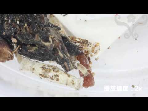 衣蛾們的伸展時間