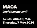 MACA