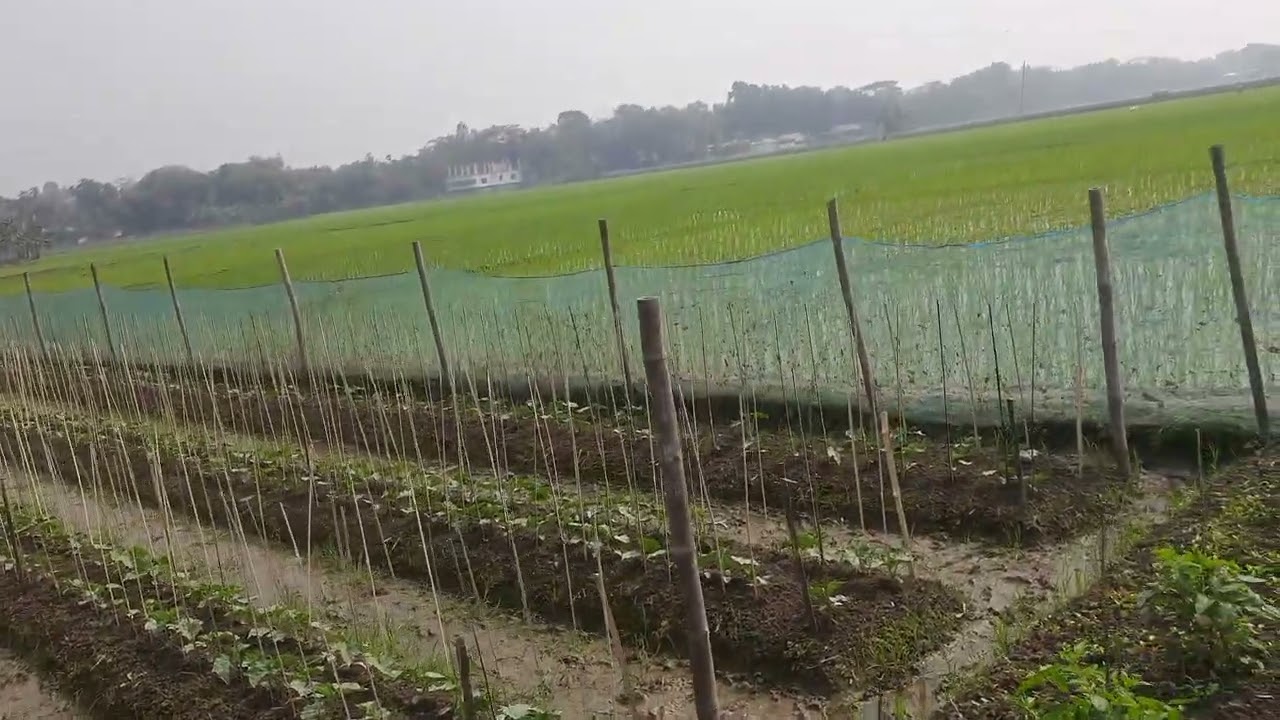 Beautiful Krishnabari, Mymensingh!❤️😍 #youtubeshorts #youtubevideo #viralvideo #travel #nature