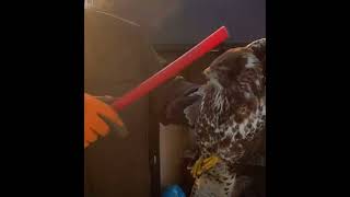 50 Güvercinini Yiyen Şahini Usta Yakalarsadönek Güvercin Pigeons Roller Dunek Bursa Muradiye