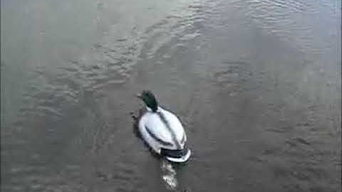 Homemade DIY Motion Swimming Duck Decoy / Goose Decoy / Hunting