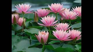Blooming moments of water lilies