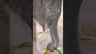 Too Cute! This Newborn Baby Elephant Napped Standing Up🥹 #babyelephant #cuteanimal #shorts