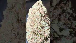 Blue Nitro bred by Zoe Therapeutics, cultivated by Lost Oak Farms. Sungrown CBD from clone ✌️
