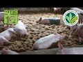 Mô hình nuôi lợn cả đời không tắm "độc nhất vô nhị" | VTC16