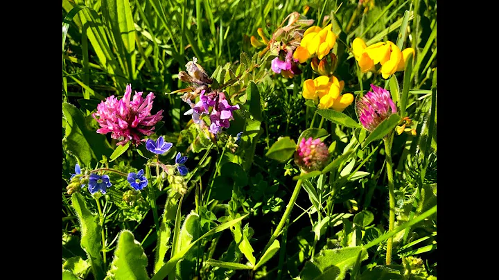 Puppies insisted they help me ID a few field flowers