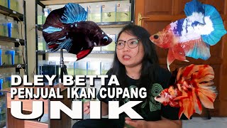 PENJUAL IKAN CUPANG KHUSUS IKAN CUPANG UNIK, BONSAI, VEIL TAIL DAN HALFMOON   DLEY BETTA