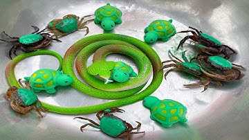 Kem Ốc và cua Chanel chở cua ra ngõ bắt con vịt, con rắn, con rùa, con cá, hà mã.