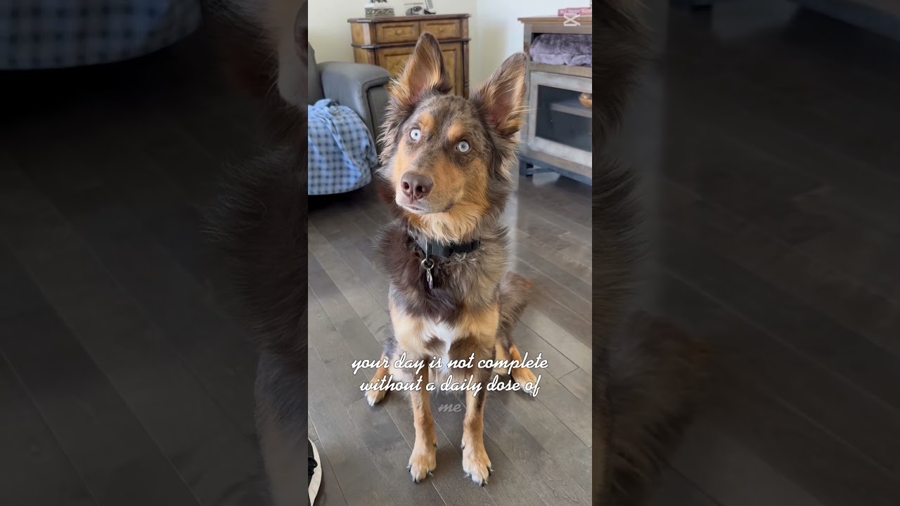 Your Day Is Now Complete. You’re Welcome. 👀🐶