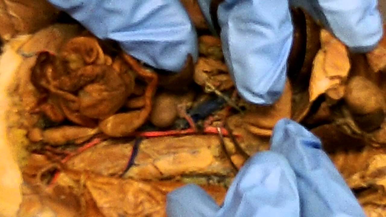rat dissection