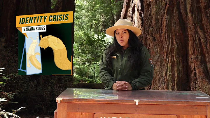 Identity Crisis! What's the Word in the Woods