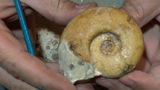 Ammonite preparation