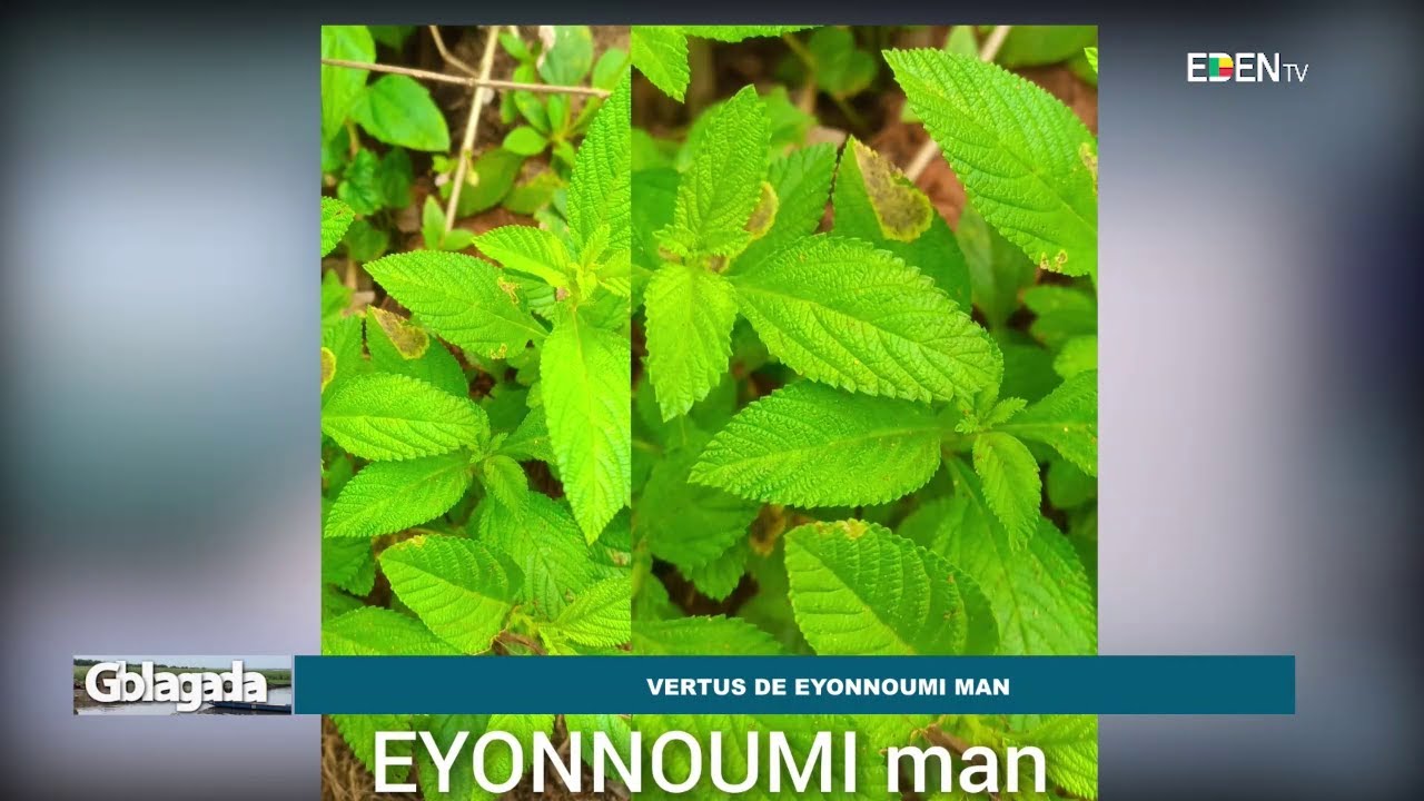 Les vertus de EYONNOUMI MAN | Nuyendévo
