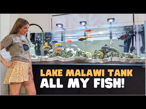 Video: Malawi järv Cichlids 6: õige toitumine ja toidud teie Aafrika cichlididele