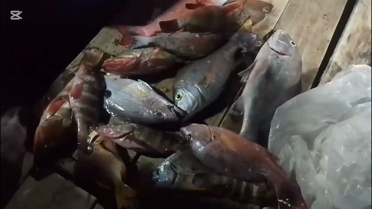 Arg report short trip | 