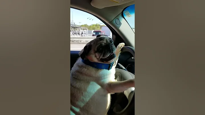 Earl the Pug of LOVE!!!!!