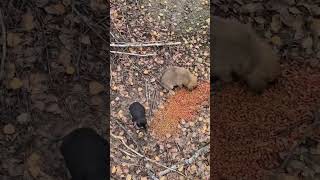 Домашние животные Help animals Помощь животным