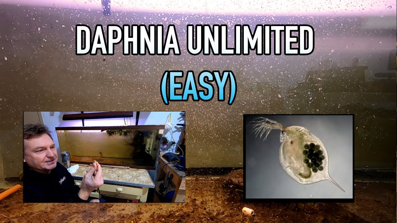 How I Raise Daphnia (Water Fleas) And You Can Too