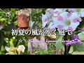 《初夏の風が吹く庭で》ガーデニング～植物の成長In the garden where the breezy early summer wind blows