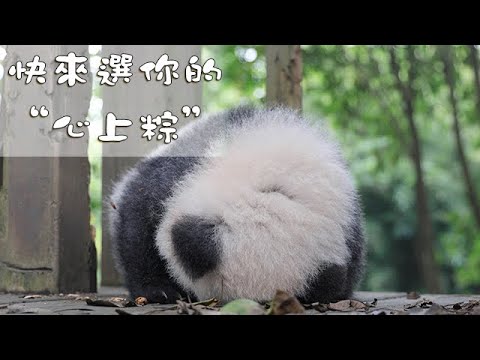 《熊貓早晚安》快來選你的“心上粽”！| iPanda熊貓頻道