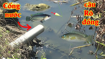 Đi câu Rô đồng bằng cần Tre, phát hiện Cống nước toàn Rô khủng