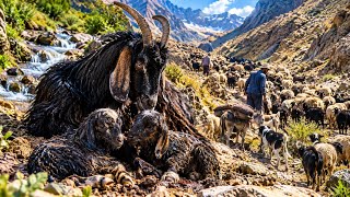 A Difficult Nomadic Journey | A Goat Gives Birth to Twins in the Mountains