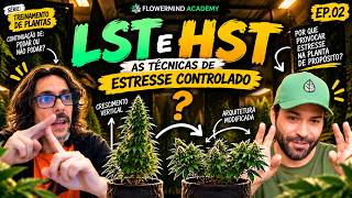 LST vs. HST: Which Technique Is Best for Your Grow?