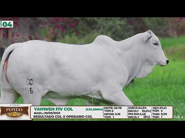 LOTE 04   YAHWEH FIV COL