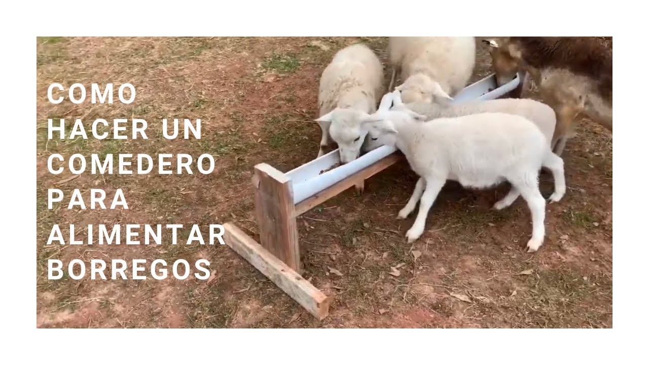 Como hacer un comedero para alimentar borregos