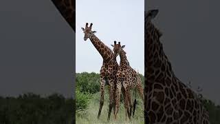 Giraffe Battle