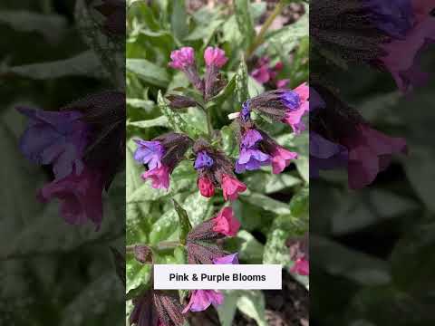 Video: Xeriscape Shade Plants - Pflanzen für trockenen Schatten - Gärtner Know How