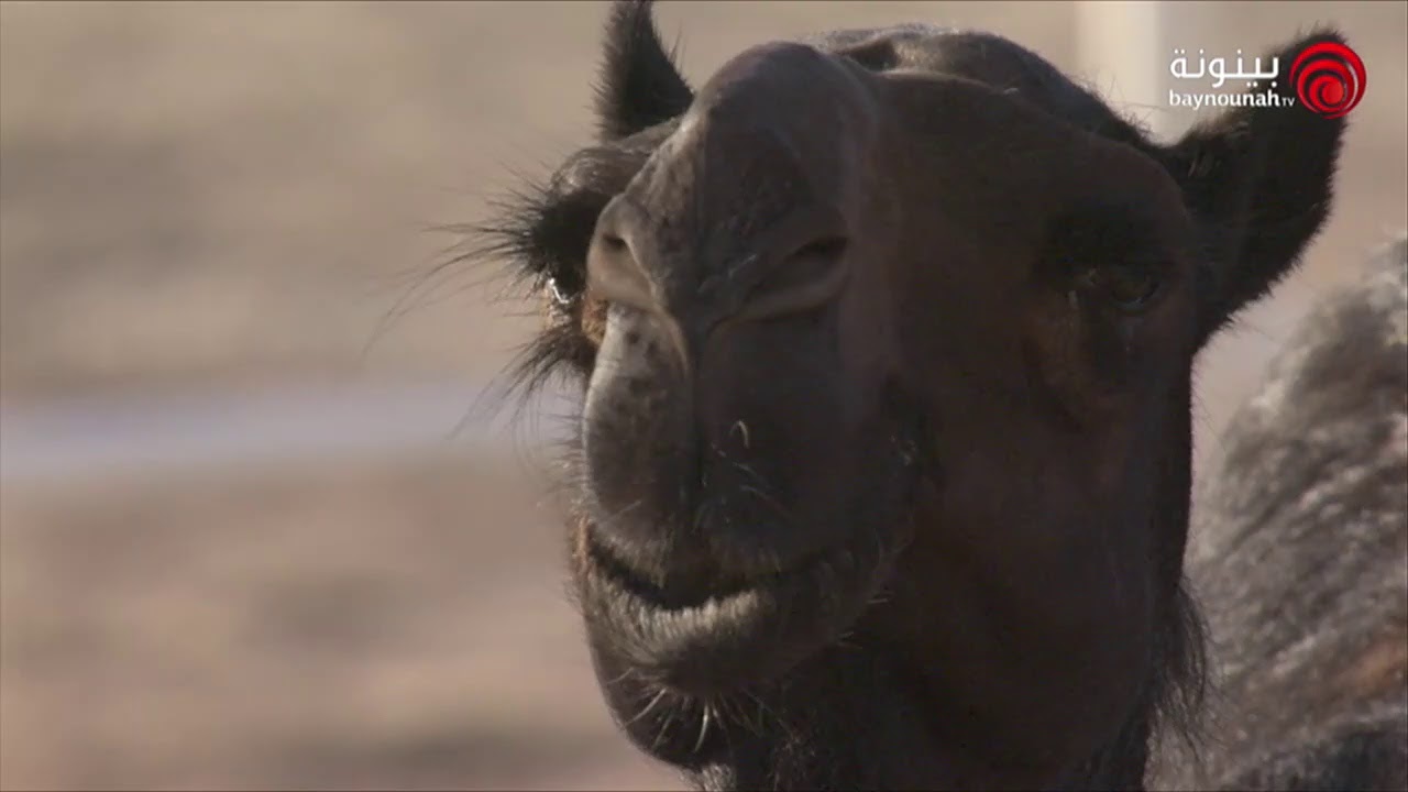 مهرجان الظفرة 2019 - الفترة الصباحية اليوم الخامس