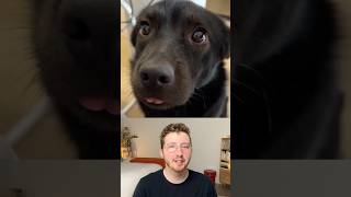 Top 5 Dogs of the Week