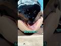 This Orca Secretly Planned a Prank#funnyshorts #pets #cute #love