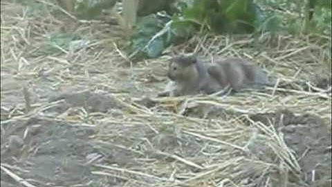 Authentic technology, Gopher control in the Garden