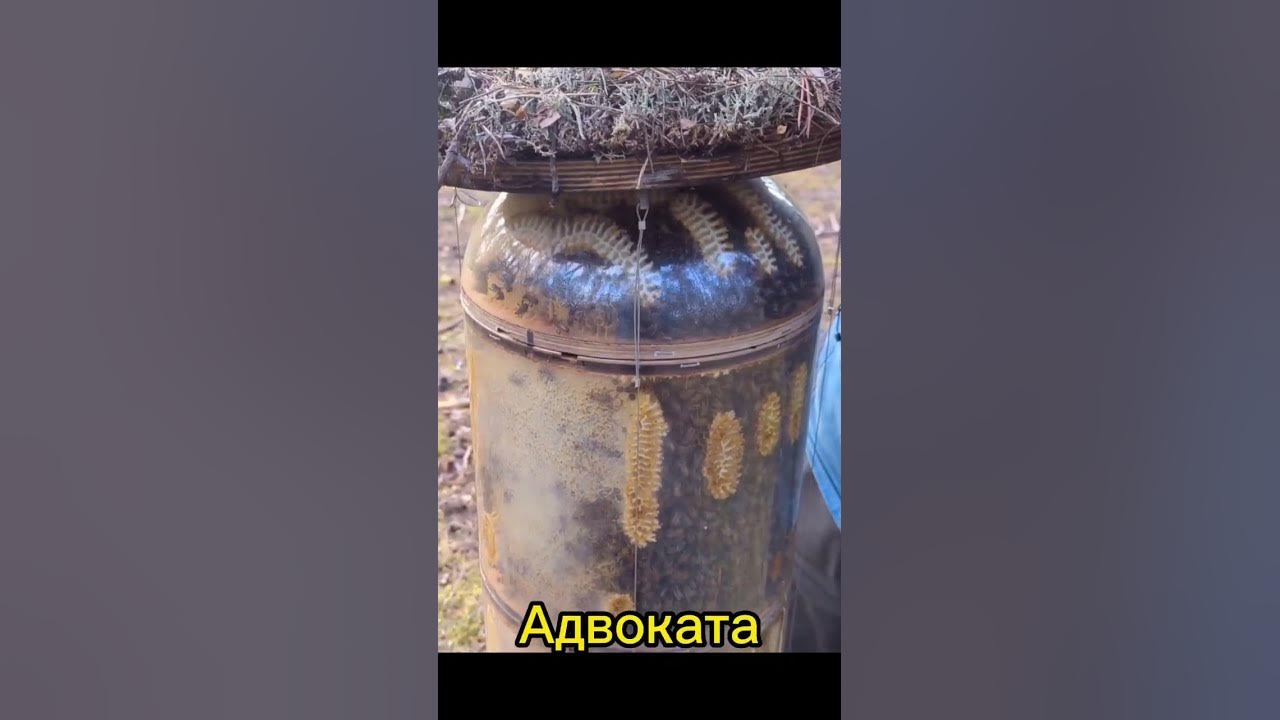 подземный улий адвоката Егорова https://youtu.be/KkEw9kaj_80 #улий # ...