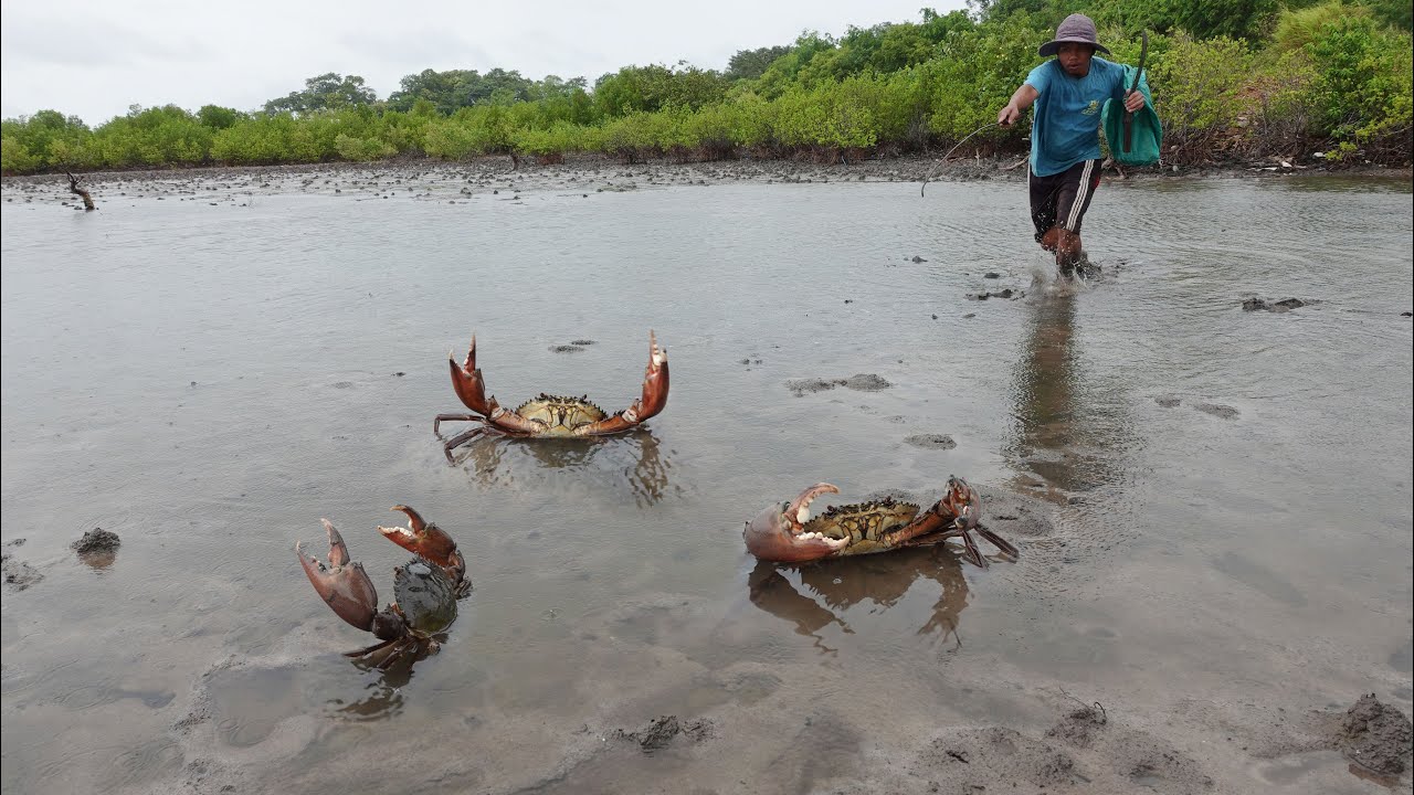 Catching Many Giant Mud Crabs at Swamp after Raining - YouTube