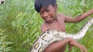 Hebat ... Anak Laki-Laki Menggunakan Jaring Untuk Menjebak Ular Sanca Besar Kehidupan Tv