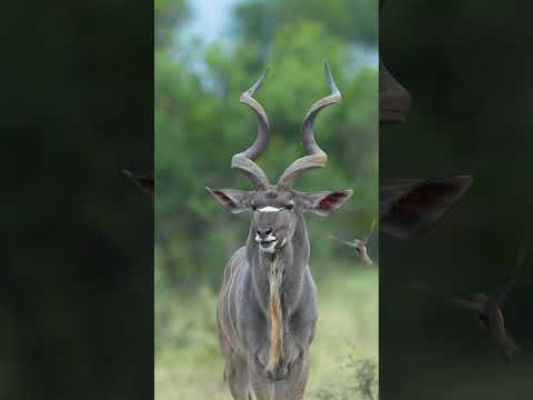 King Antelope in