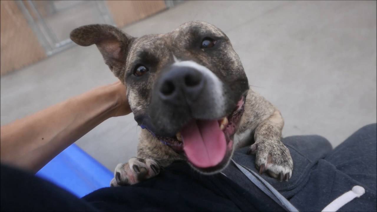 Bella - A1090202 - Brooklyn ACC camera iphone 8 plus apk