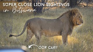 Lion's In Our Camp!! | Botswana | Overlanding Africa In Our Land Rover Defender 110 Camper