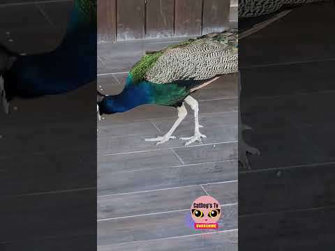 FEEDING WILD PEACOCK #shorts #animals #wildlife #beautiful #feeding #peacock #pavo #birds #fyp #yt