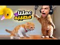 تخيل نفسك تنام وتصحي من نوم تلاقي نفسك قطه بتنقذ بط من سوبر ماركت محاكي القطه 2 Little Kitty 