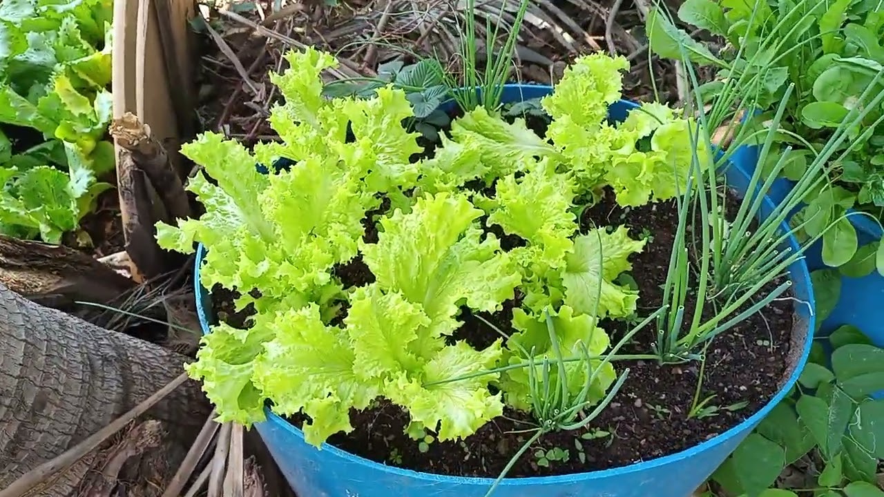 Horta orgânica do meu irmão. Natureza linda.