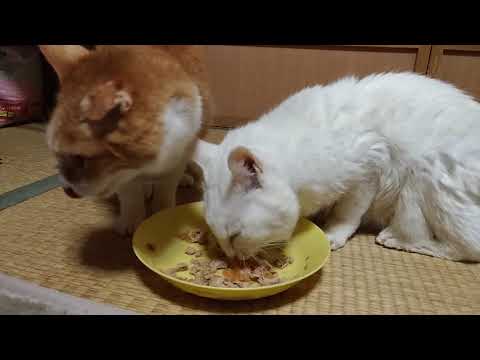 トラとちーちゃんのお食事