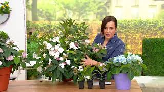 Avant Flora 3pc Game Changer Hydrangea Live plants on QVC