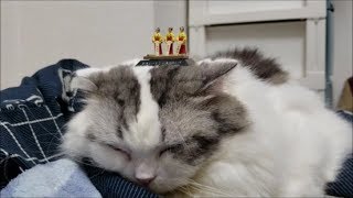 草津三姉妹 VS ノーリアクションもちとら