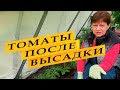 Уход за томатами в теплице после высадки